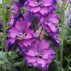 Delphinium Elatum Marble Delight